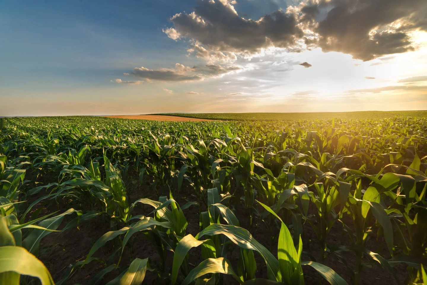 Albania’s agricultural exports have almost quadrupled since 2013