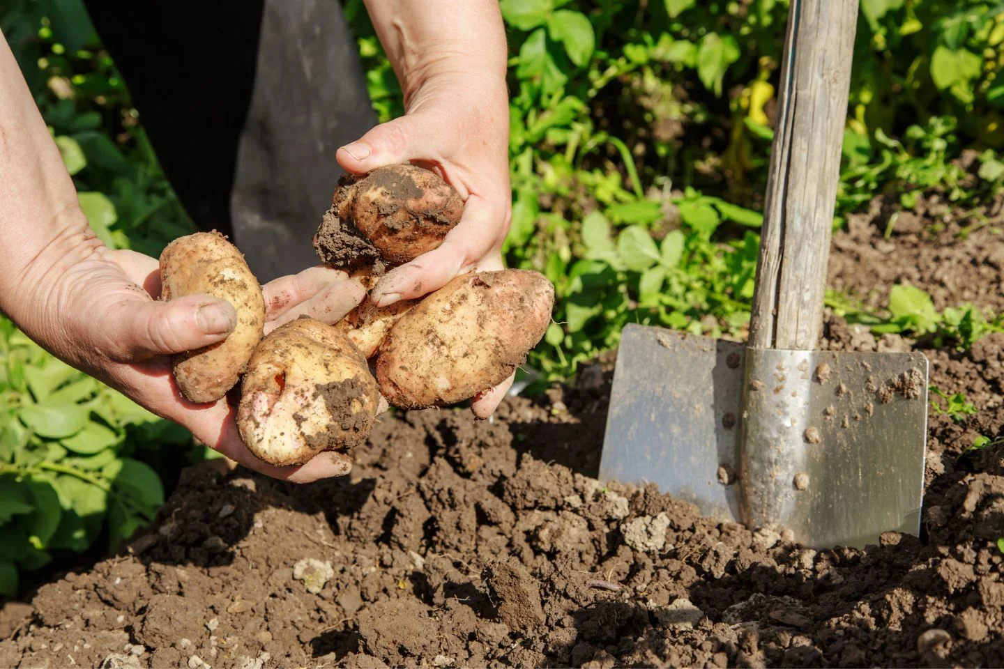 Russia is in a potato crisis – prices are skyrocketing, Putin admits shortages