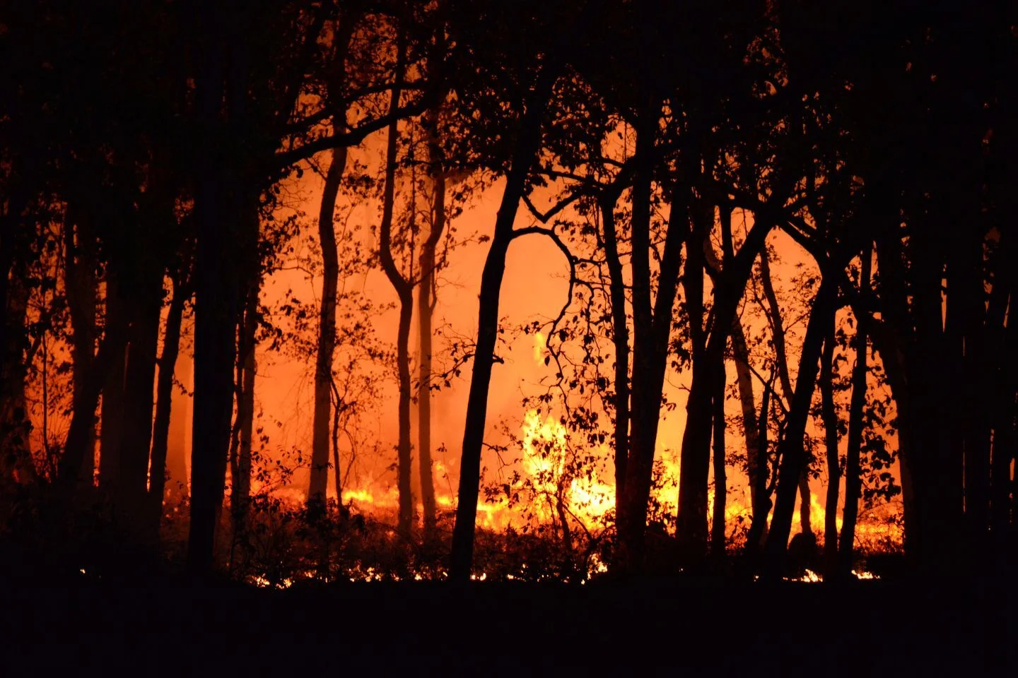 Forest fires in Albania: Four fires still active
